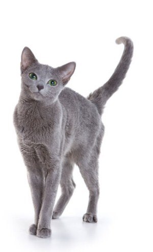 Kitty Yo | Москва