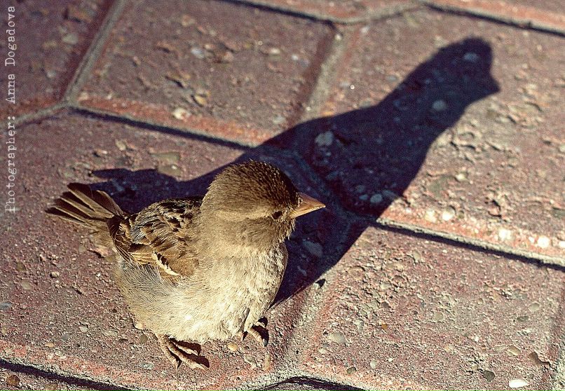 Гриша Поливанов | Бугульма