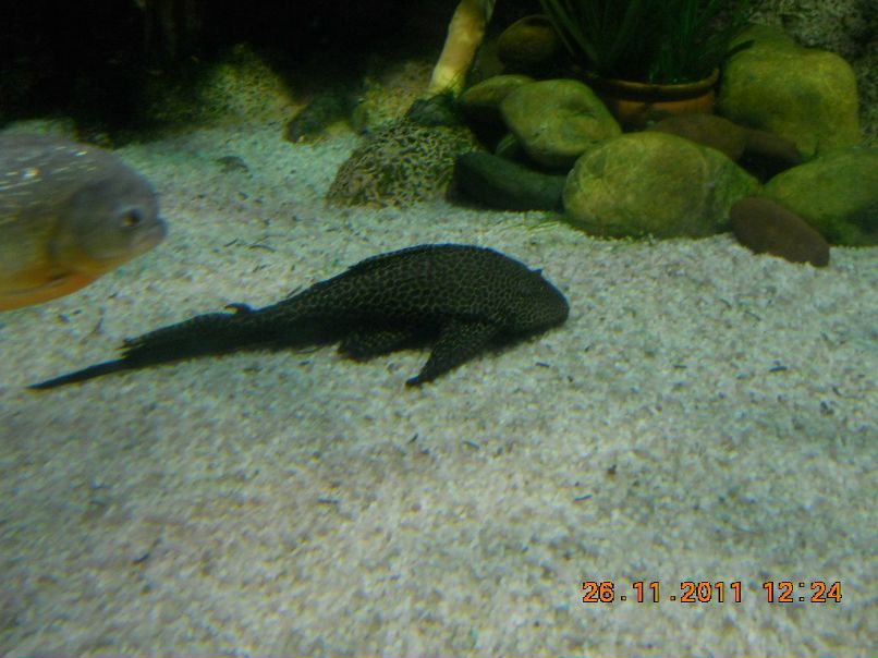 Павел Игнатьев | Костомукша