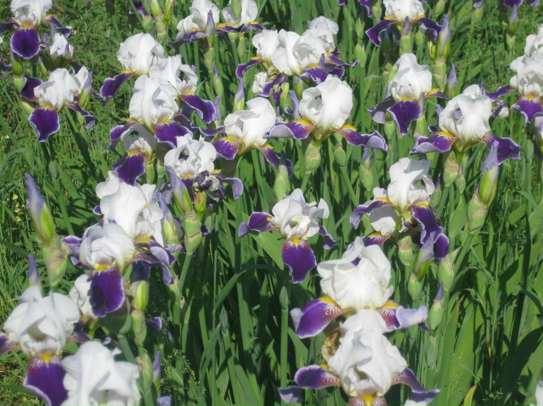 Оксана Гончарова | Санкт-Петербург