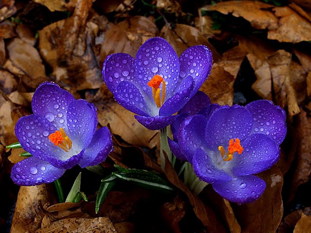 Мария Коновалова | Геленджик