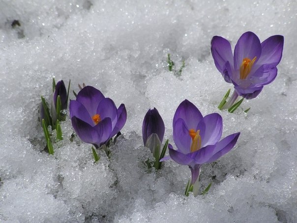 Галина Марций | 