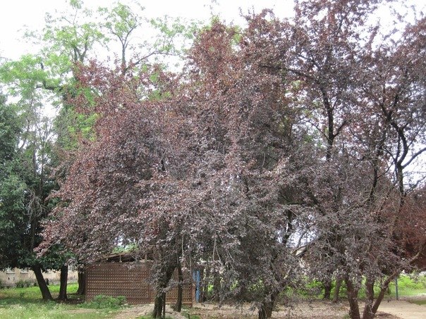 Александр Чертилин Валерьевич | Лесные Поляны