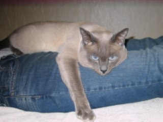 Роман Бодров | Санкт-Петербург