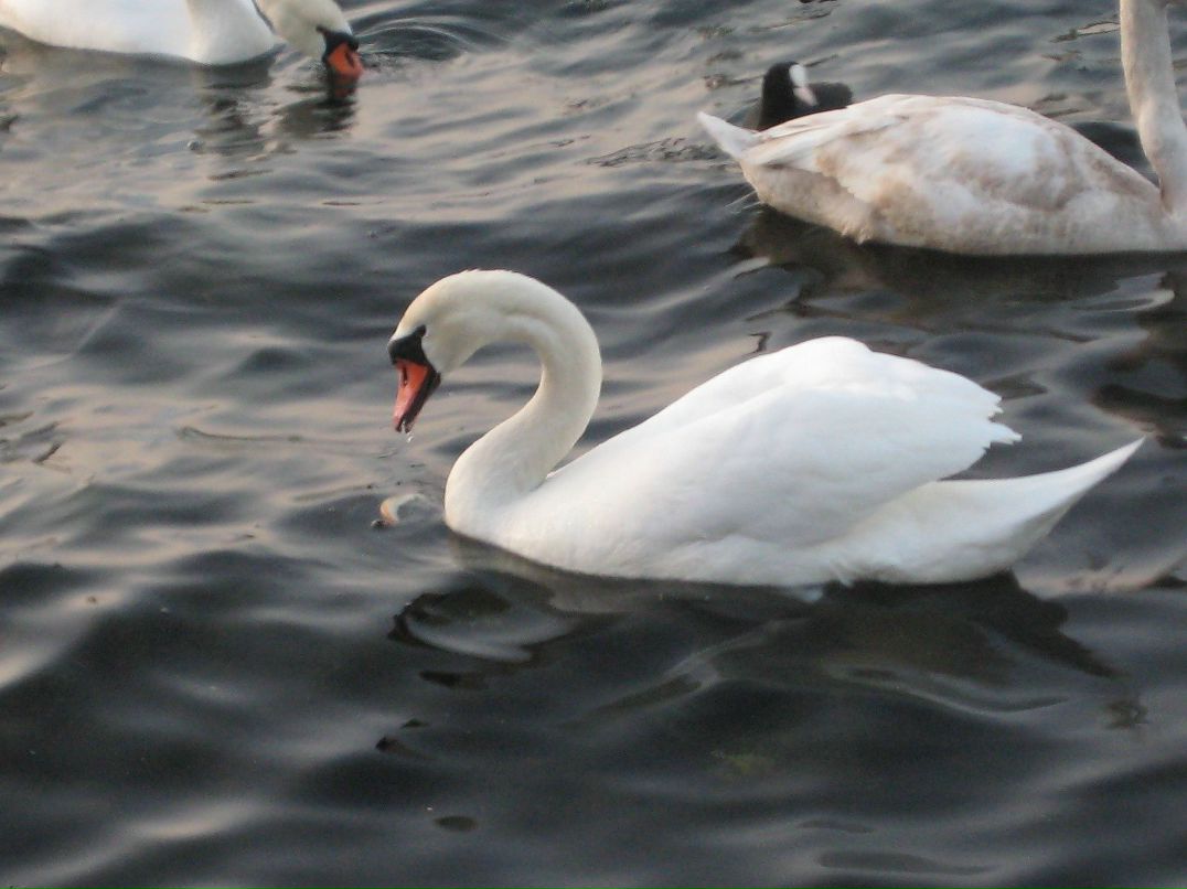 Татьяна Назаренко Аня | Киев