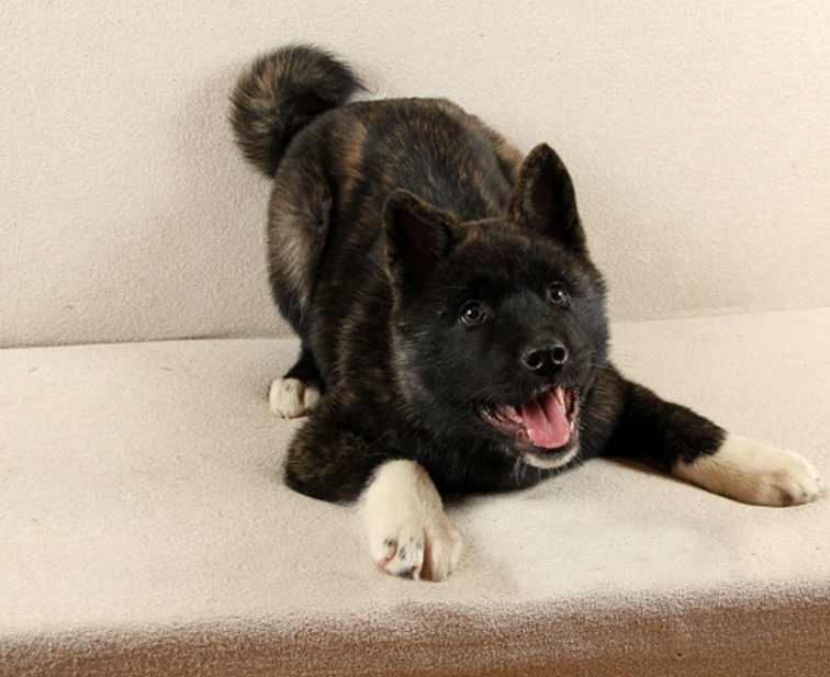 Алёна Гогова | Москва