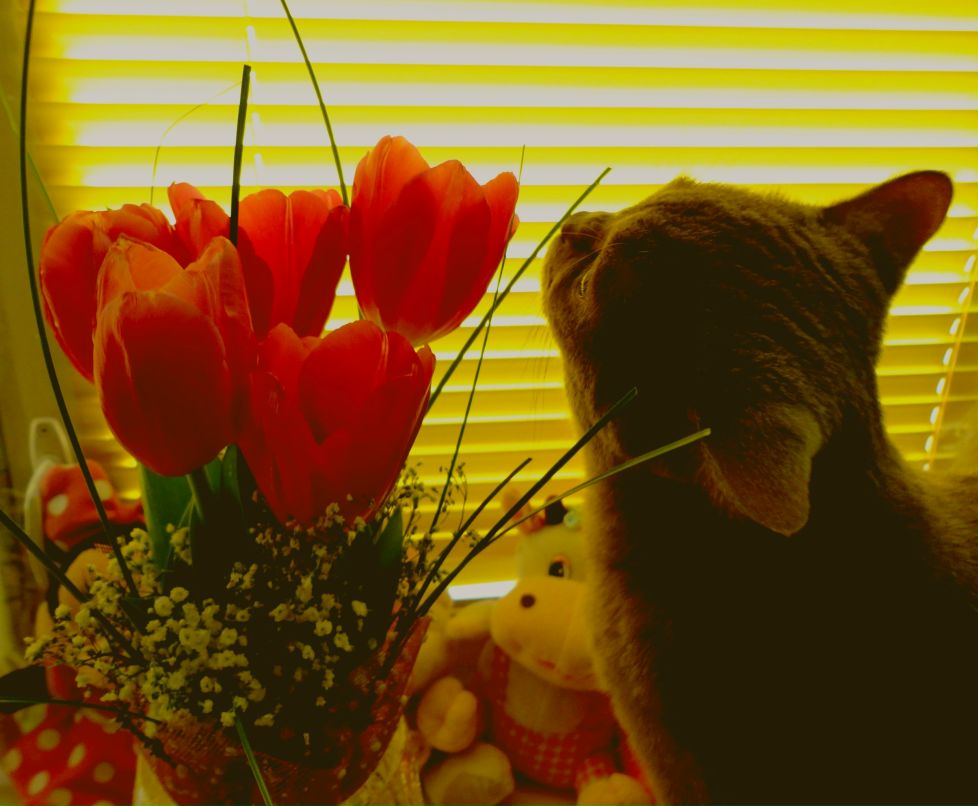 Кира Боска | 