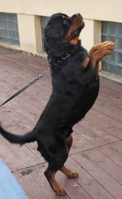 Елена Морозова | Санкт-Петербург