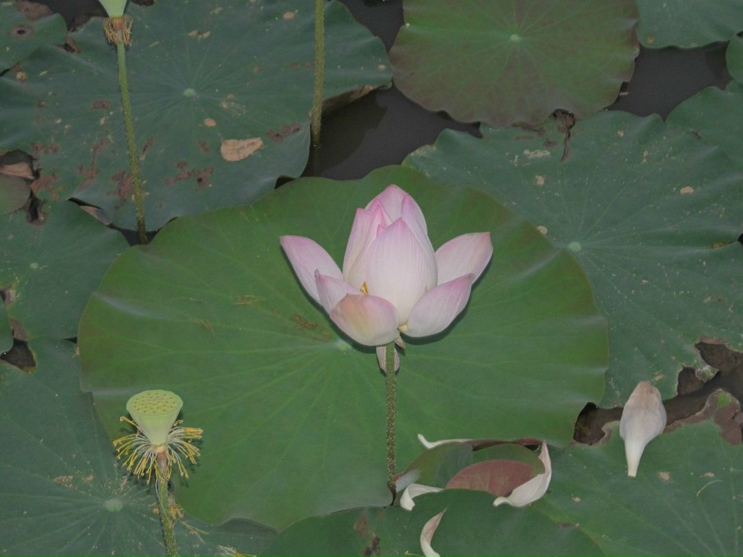 Денис Игнатьев | Санкт-Петербург