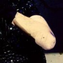 №88, Diana Çarrington, 33 года, Ереван №88, Diana Çarrington, 33 года, Ереван