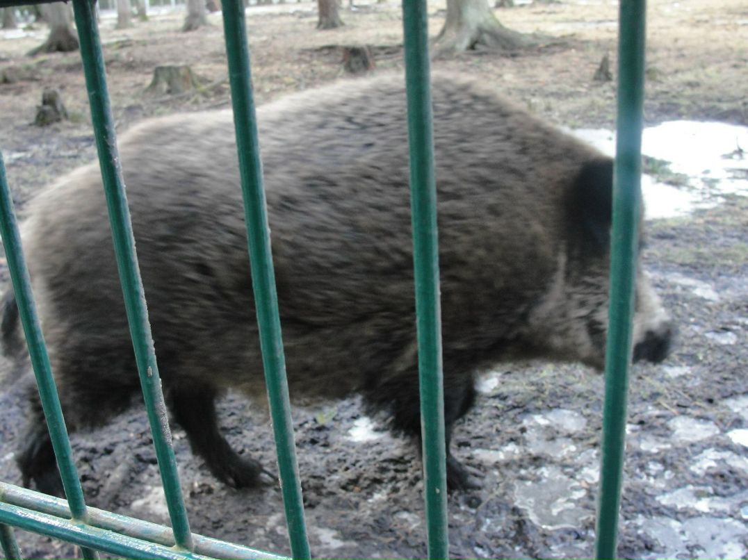 Илья Панасюк | Брест