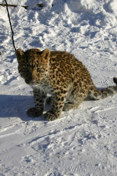 Никита Король 'DarkEye' | Санкт-Петербург