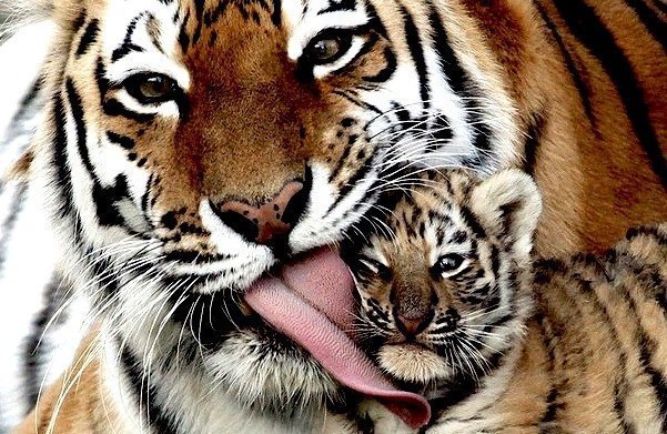 Алёна Ворожцова | Мурманск