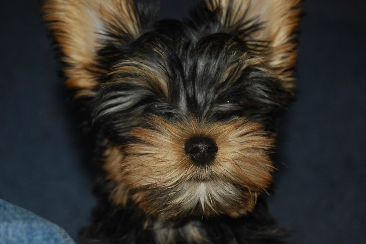 Наталья Анкудинова (Фаянцева) | Санкт-Петербург