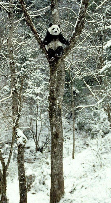 Іван Кривой | Степань