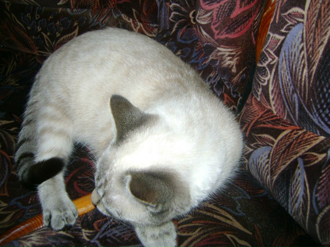 Светлана Григорьева | Санкт-Петербург