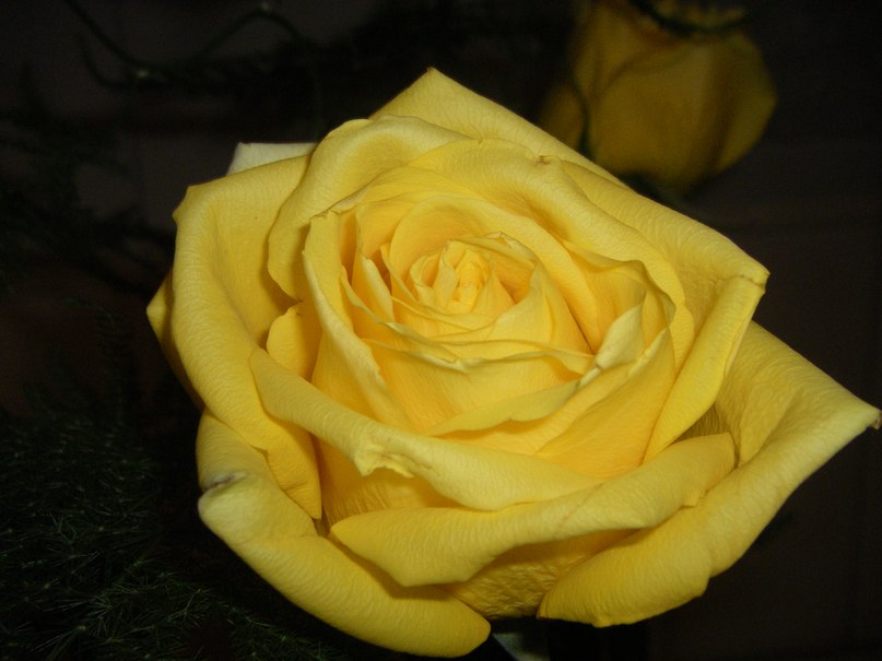 Елена Тупикина | Москва