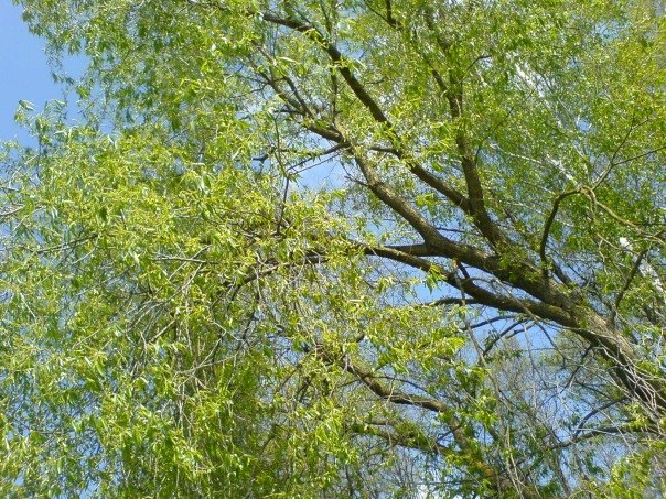 Олеся Мойсеюк | Киев