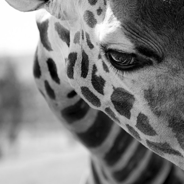 Анна Пашкевич | Екатеринбург