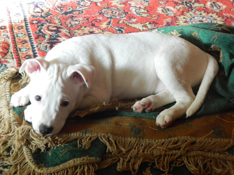 Алексей Карпухин | Жатай