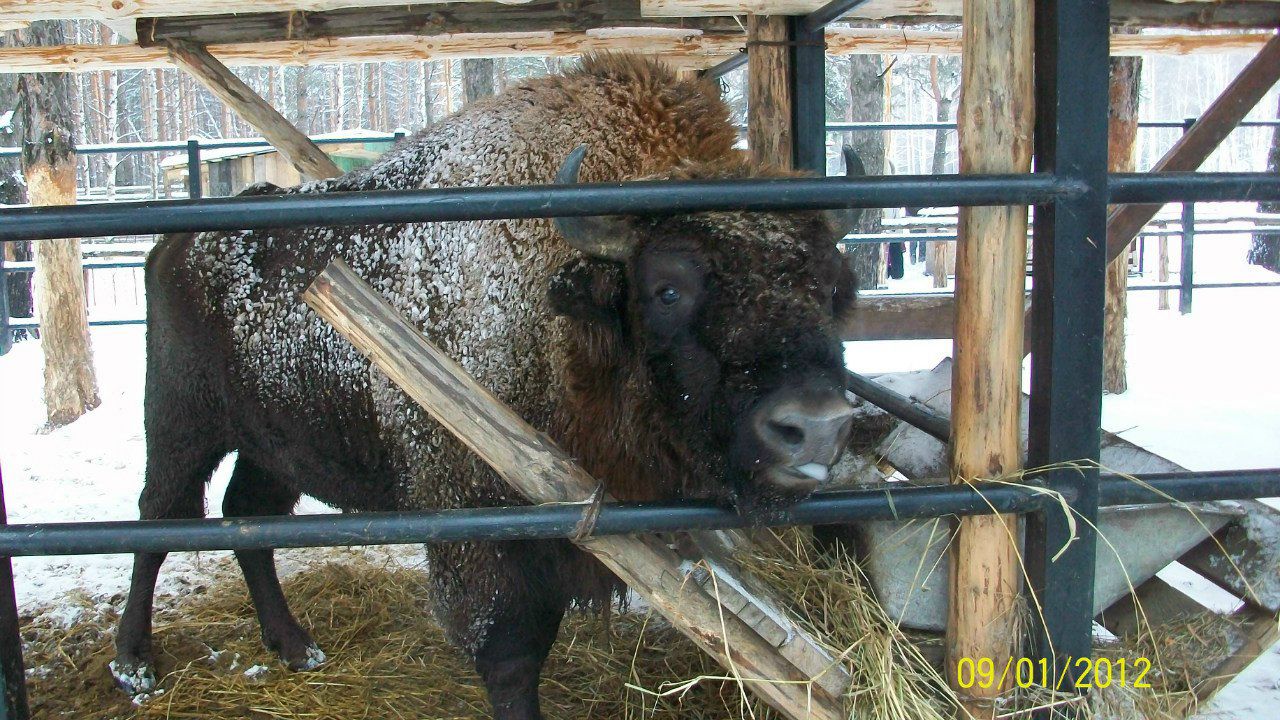 Алёна Ширяева | Рязань