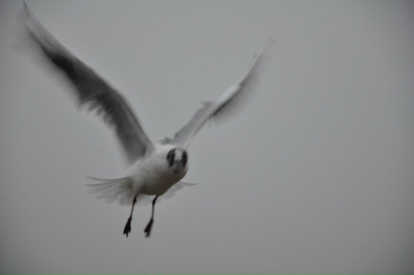 №62, Никита Обревко, 37 лет, Калининград, Россия №62, Никита Обревко, 37 лет, Калининград, Россия