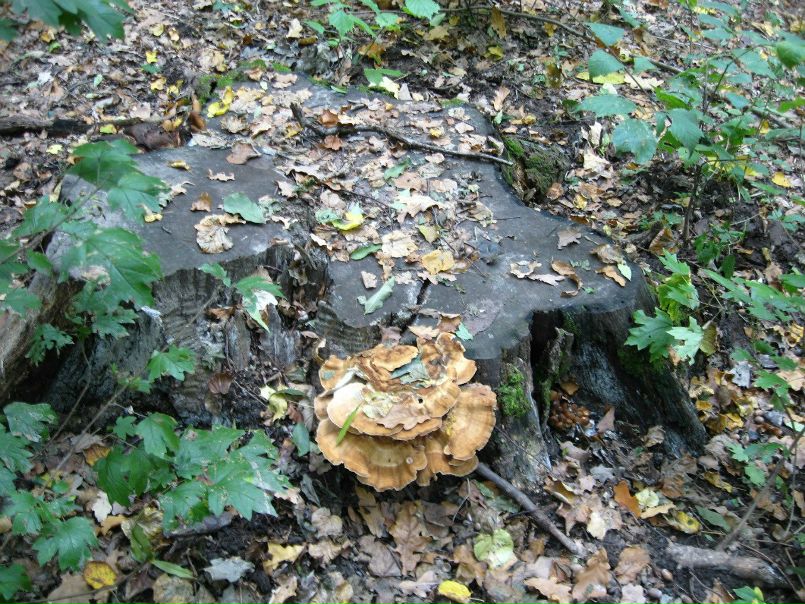 №4, Таня Кузнецова, Харьков №4, Таня Кузнецова, Харьков