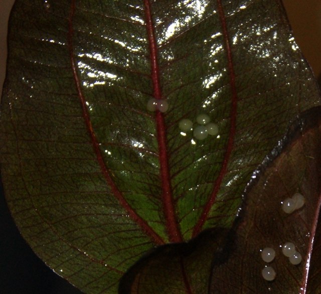 Василий Иванович | Казань