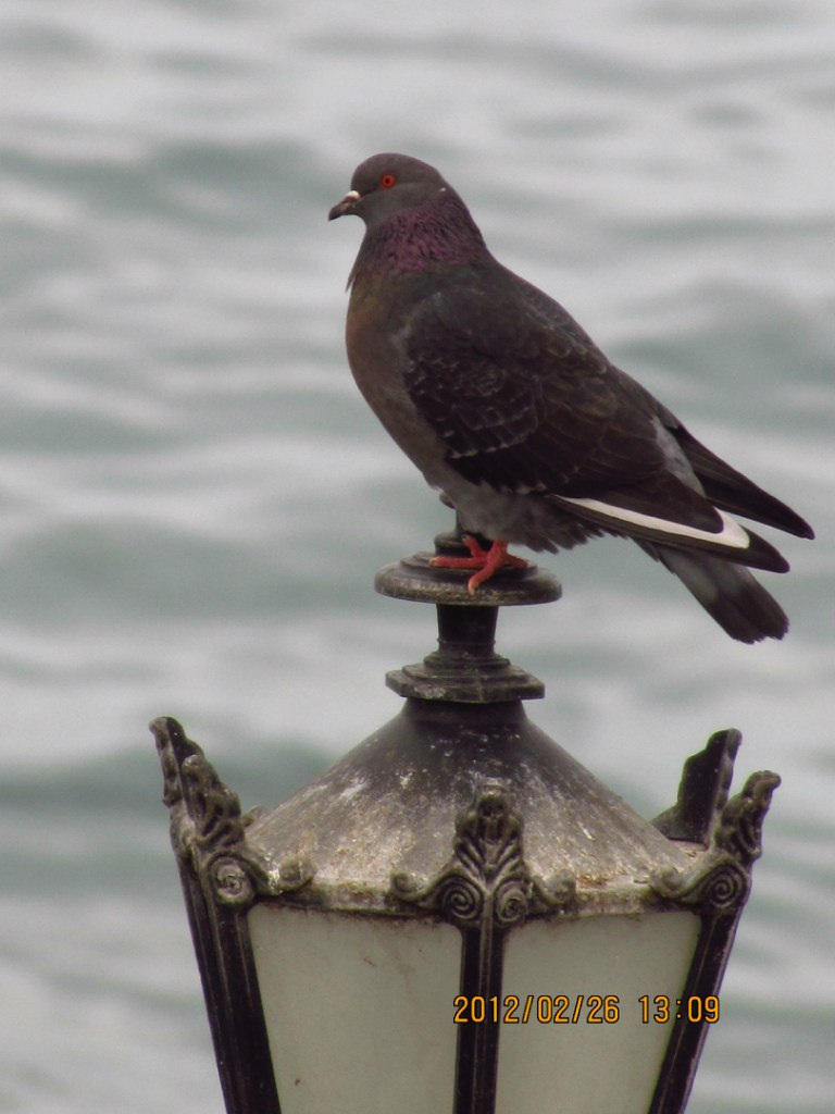 Владимир Дольме Владимирович | Мариуполь