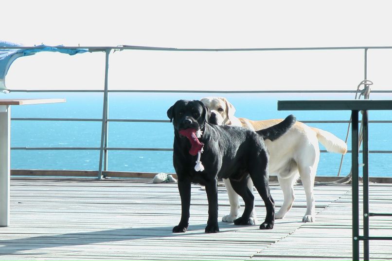 Виктория Аношенко | Ялта