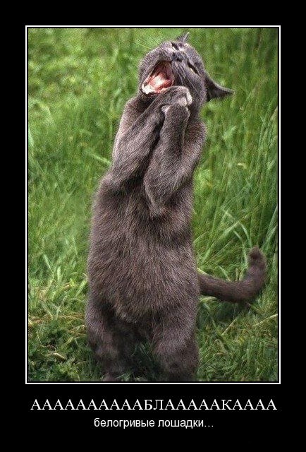 Денис Цалов Владимирович | Апатиты