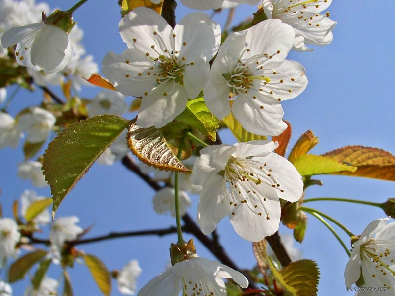 Saniya Durkeyeva | Москва