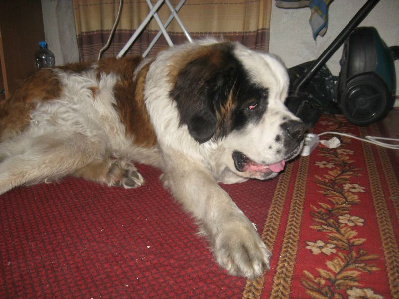 Ванек Петрикей | Чернигов