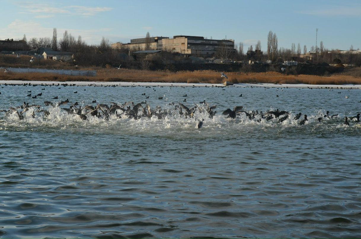 Ольга Шабатина | Одесса