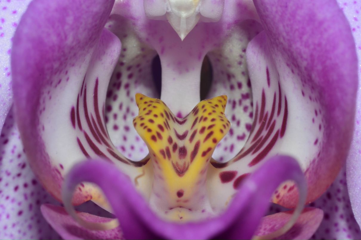 Ярослав Холявко 