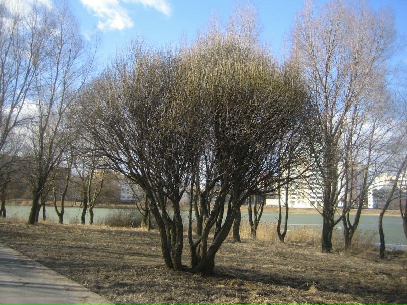 Юрий Калашинский 