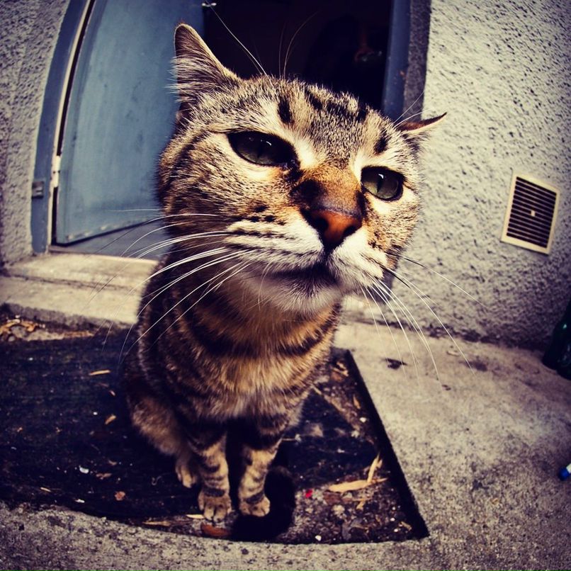 Азиз Селюков | Макеевка