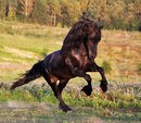 №3 Рауль Исаев