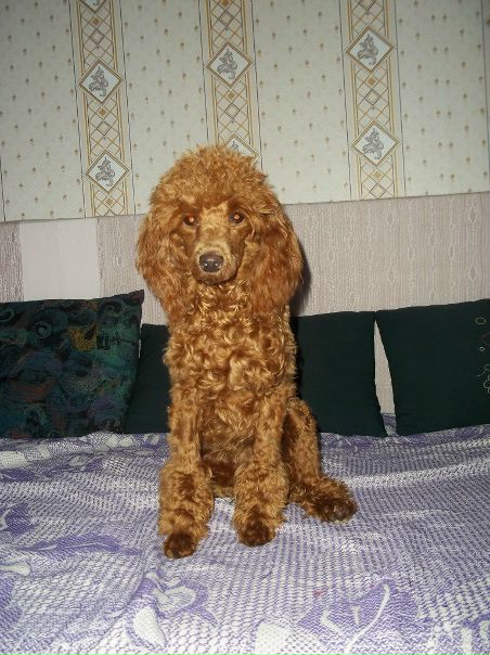 №12, Павел Зубарев, Светлогорск №12, Павел Зубарев, Светлогорск