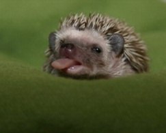 Константин Ёжиков | Екатеринбург