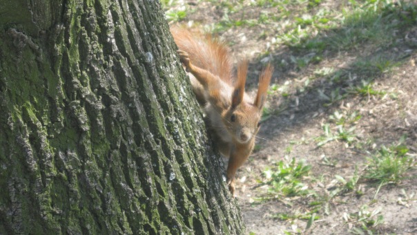 №9, Алексей Пирог, Днепр (Днепропетровск) №9, Алексей Пирог, Днепр (Днепропетровск)