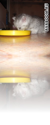 №86, Анна Янушкевич, Сочи №86, Анна Янушкевич, Сочи