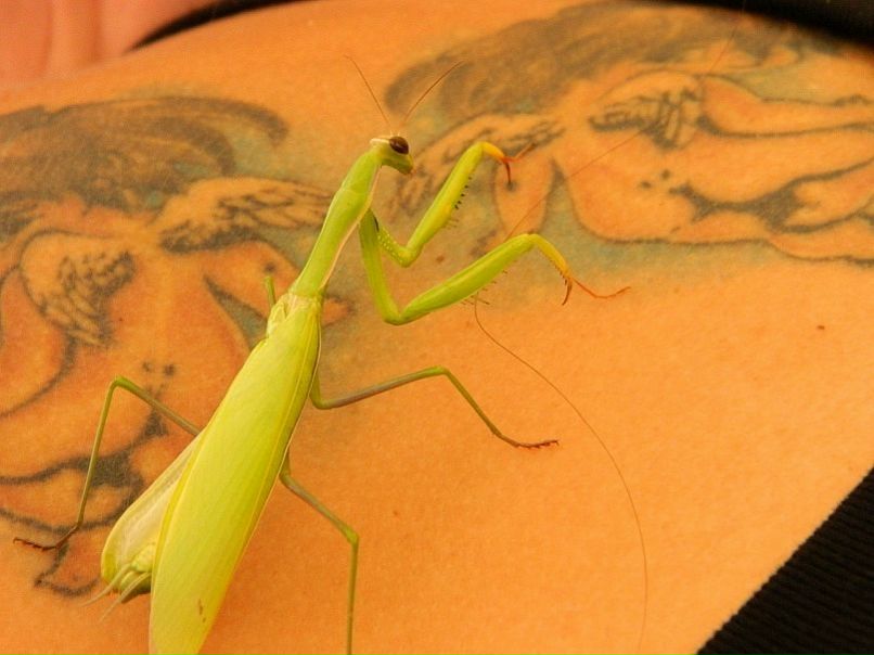 №188, Екатерина Вейцман №188, Екатерина Вейцман