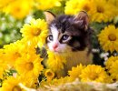 Фотография Ирина Иванова