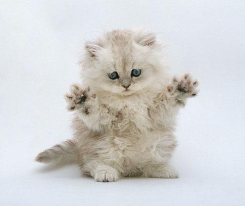 Василий Ермаков besek_donetsk | Донецк