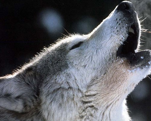 Макс Максименко | Одесса