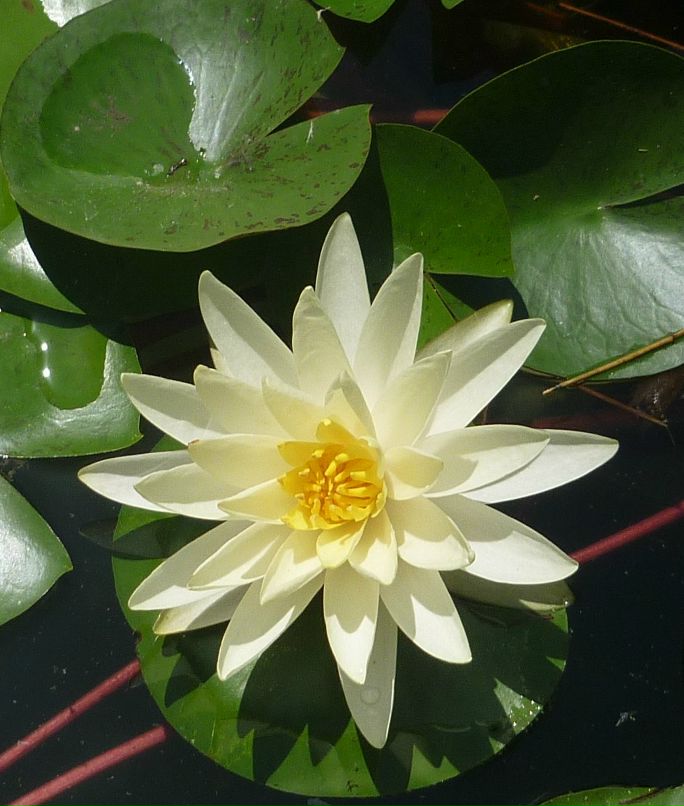 Вероника Золотухина | Красноярск