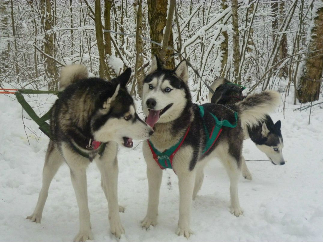 Анна Романенкова | Ногинск