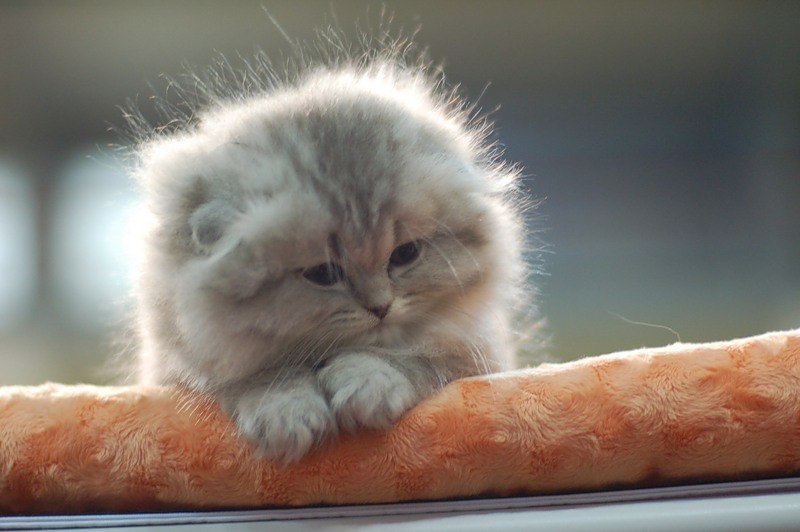 Executors Shamantm | 