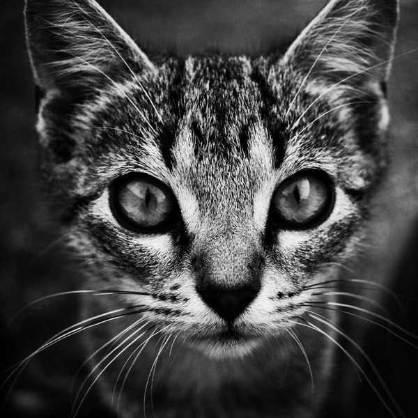 Лена Кутузова | Санкт-Петербург